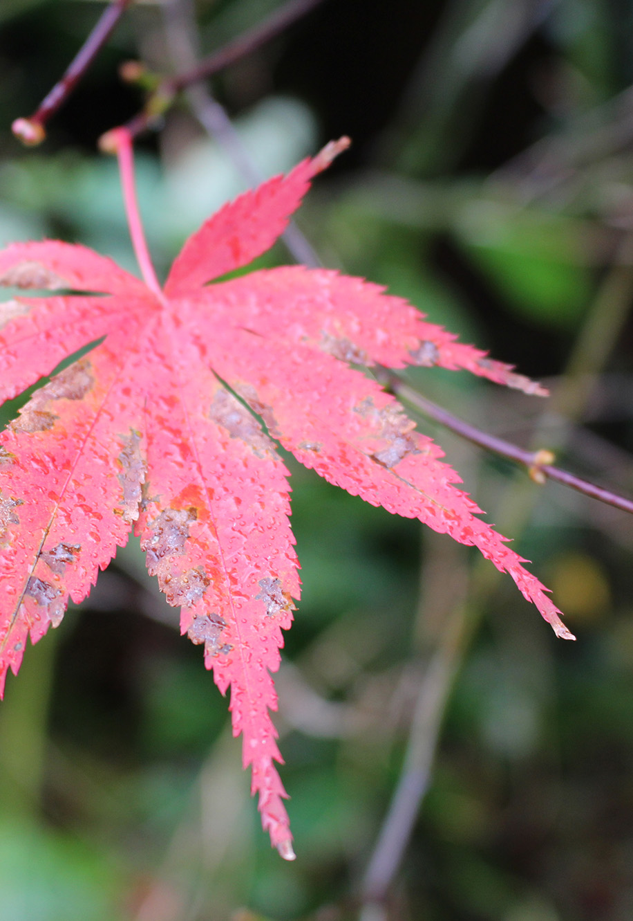 innerstudio_redleave